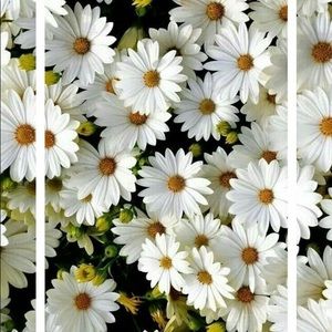 Meet your Posher, Jaira